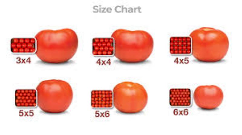 TOMATO 2 LAYER 5X5 CS= 1 / 50 CT
