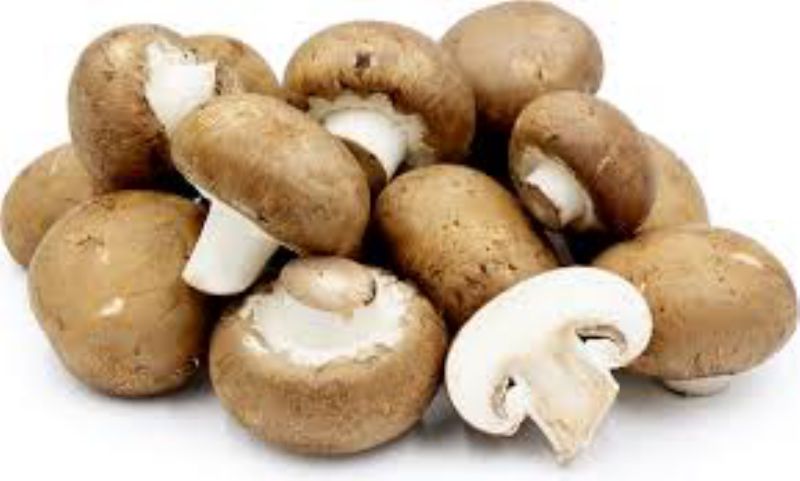 MUSHROOM CRIMINI 5#