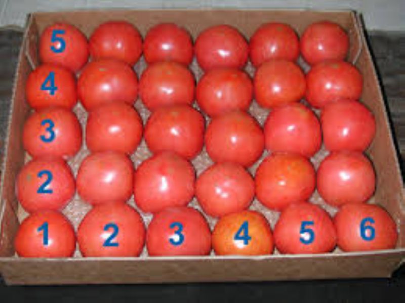 TOMATO 2 LAYER 5X6