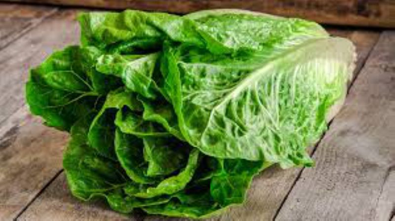 LETTUCE ROMAINE