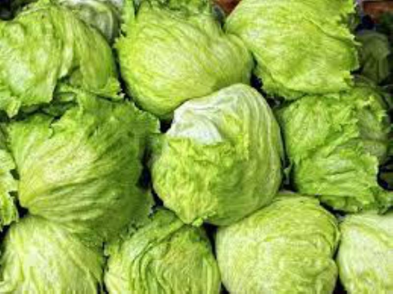LETTUCE ICEBERG HEAD LINER