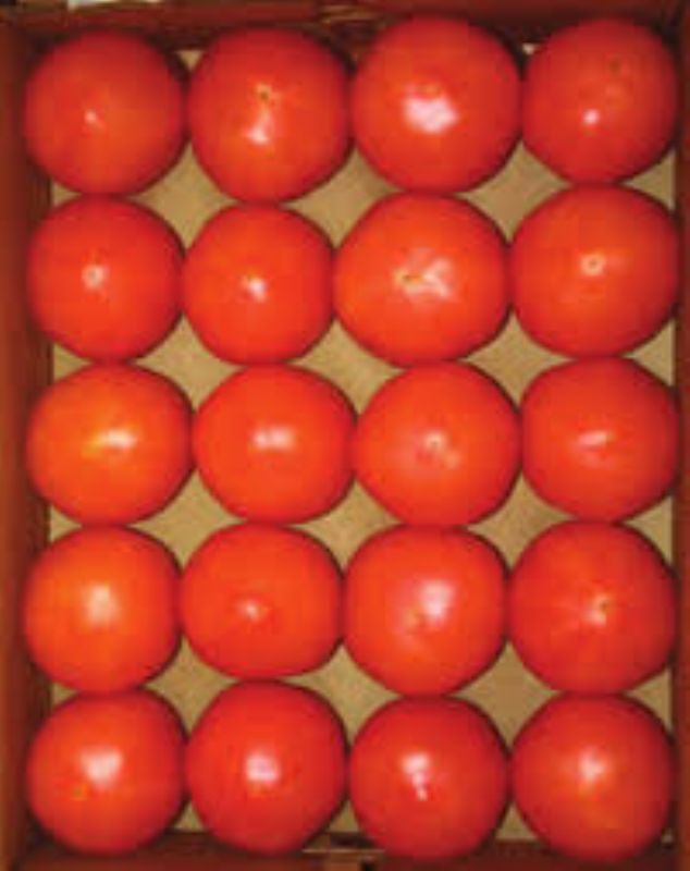TOMATO 2 LAYER 4X5