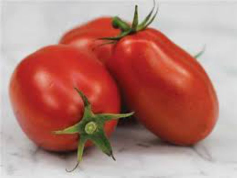 TOMATO ROMA LARGE
