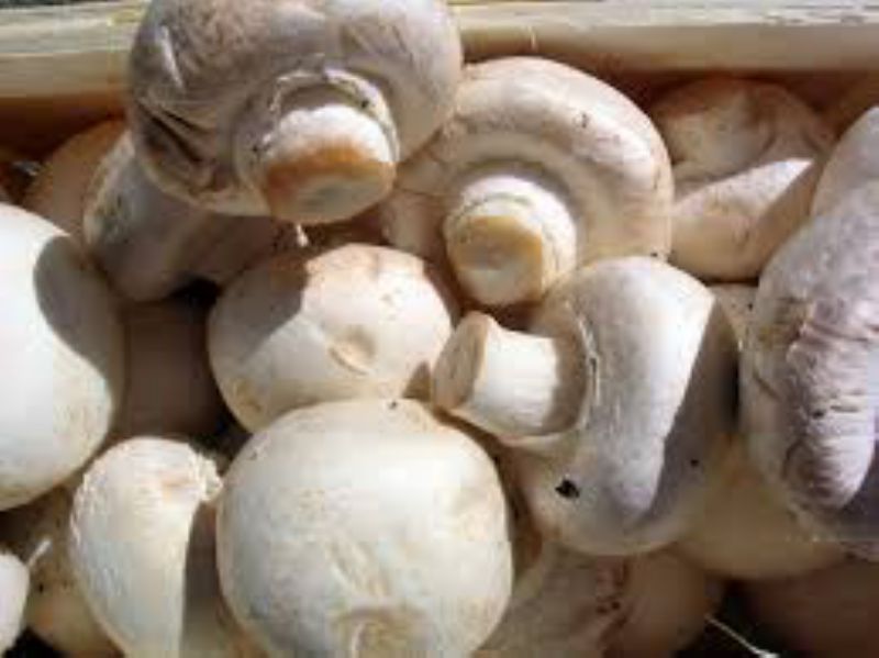 MUSHROOM WHITE WHOLE 10 LB