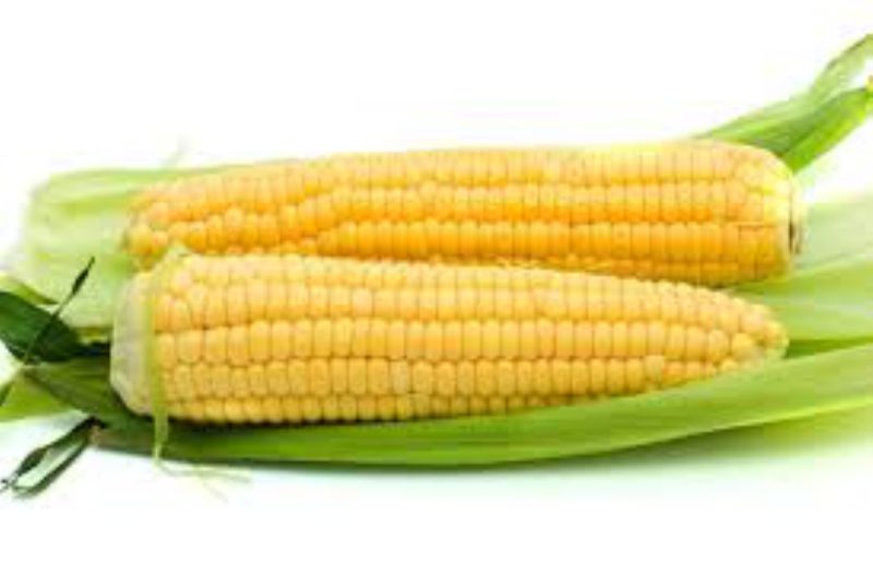 CORN COB YELLOW FRESH EAR